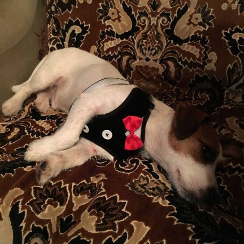 Dog Vest Pet Dog Harness Leash Set for Small Medium Dogs Bow Tie Formal Dre O1R3