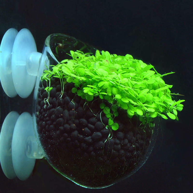 Aquarium Fish Tank Live Plants Cup Growing Pot Aquatic Landscape Holder S ZTU