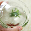 Mushroom-shaped Hanging Glass Planter Vase Rumble Fish Tank Terrarium Conta Q4B8