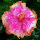 30PCS Giant Hibiscus Seeds Dinnerplate Hibiscus Perennial Flower Q9V0 L7H5