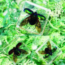 Creative Clear Amber Resins Insect Home Decorative Teaching Tools Insects G0D8