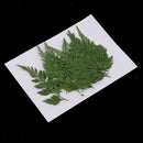 12Pcs Pressed Dried Fern Leaves Plant Herbarium DIY Arts Crafts Scrapbooking