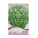 Aromatic Gypsophila Seeds Potted Gypsophila Paniculata Garden Flower Seed LJ