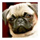 5D DIY Full Drill Diamond Painting Doggie Cross Stitch Embroidery Mosaic Ki
