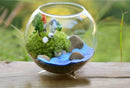 6x Ball Clear Glass Flowers Vase Bottle for Micro Landscape Fairy Garden 8cm