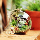 Hanging Ball Glass Flower Planter Vase Terrarium Container Landscape Bottle US