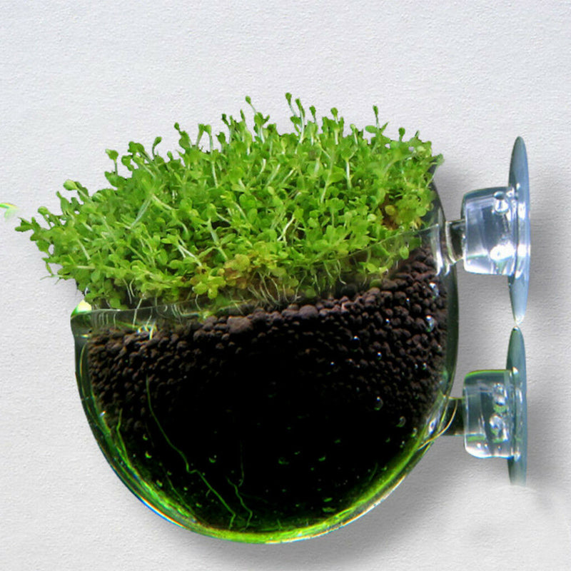 Set of 2,   Tank Decor Aquatic Plant Crystal Glass Planter Suction Cup