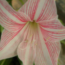 Beautiful 2 Bulbs Plants Elvas Double Amaryllis HIPPEASTRUM G5X6 Amarylli E G5A5