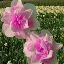400X Charm Daffodil Seeds Spring Flower Double Narcissus Duo Bulbs Seeds P6V2