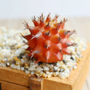 2x Artificial Plastic Succulent Plants Mini Scenery Cactus Flower Home Decor