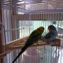 7'' Pet Parrot Supply Wood Corner Shelf Laddered Platform C For Birds Stand E3I4