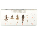 Lifecycle of a Frog Specimens Paperweight Educational Science Classroom