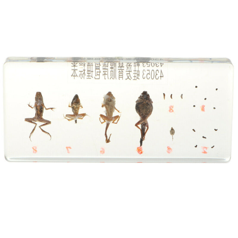 Lifecycle of a Frog Specimens Paperweight Educational Science Classroom