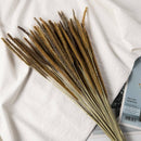 50pcs Natural Dried Thousand Grass Reed Flower Bunch Wedding Plant Decor _AU