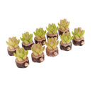 10 Pieces 1/12 Scale Decorative Artificial Succulent Cactus Plants with Wood