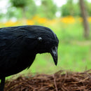Halloween prop feathers Crow bird large 25x40cm spreading wings Black Crow  D5M2