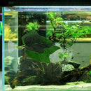 Artificial Green Plant Leaf Betta Hammock Fish Rest Bed Aquariums Decoratio L5J2