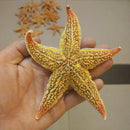 2Pcs Natural Dried Starfish Sea Star Beach Craft Wedding Party Home Decor Deluxe