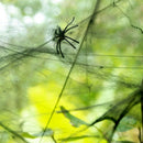 Halloween Spider Web Props Home Party Bar Decoration Stretchy Cobweb Spider