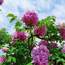 Peony Seeds Plants Ing Greenery Flowers Outdoor 10pcs best P4C4 G1B7