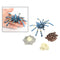 Lot of 4 Nature Bird Eating Spider Growth Cycle Child Learning Teaching Toys