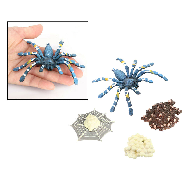Lot of 4 Nature Bird Eating Spider Growth Cycle Child Learning Teaching Toys