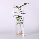 4 pieces Clear Glass Hydroponic Vase Flower Plant Pot Terrarium Container