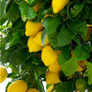 10pcs Lemon bonsai lemon Tree Fruit Tree Garden Courtyard fruit plants ZY BX