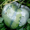 Big Size Plastic Clear Heart Watermelon Growing Mold Transparent Fruit Grow