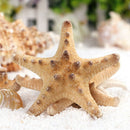 2Pcs DIY Natural Starfish Sea Stars Shell Aquarium Landscape Making Craft Decor
