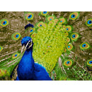 DIY Digital Painting By Numbers Peacock Frameless Canvas Picture Home Decor