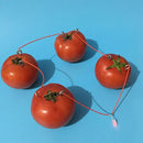 1 Set Children Bio Energy Science Kit Fruit Supply Electricity Experiments ME