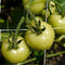 1Pcs Grow Frame Flower Vine Garden Weaving Plant Climbing Net Vegetable Pol