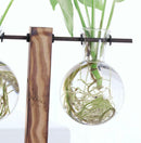 5X(Creative vase plant glass hydroponic container farm decorative flowerpo Q1T7)