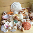 Fashion Aquarium Beach Nautical DIY Shells Mixed Bulk Approx 100g Sea Shell Z