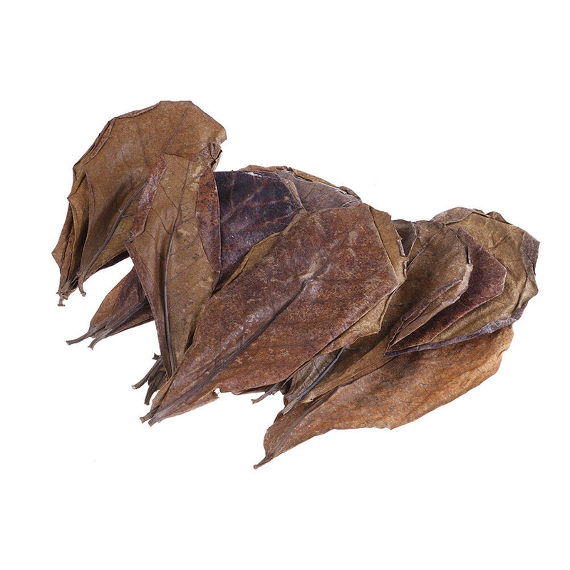 20Pc catappa leaves almond tree aquarium clean tool terminalia leaf about 50-6M&