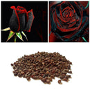 250X Rose SeedsRare Osiria Rose heirloom Chinese Rose Flower qua High W0T7 K2C5