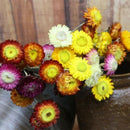 20Pcs Dried Flower Daisy Natural Artificial Flower Colorful Chrysanthemum O R6Z1