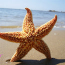2Pcs Natural Dried Starfish Sea Star Beach Craft Wedding Party Home Decor Deluxe