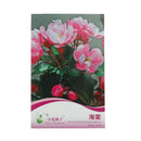 Begonia Seed bonsai tree flower seeds Begonia tree plant Balcony Yard potted. LJ