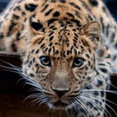 DIY Animal Lepoard Craft 5D Diamond Painting Embroidery Cross Stitch Kits