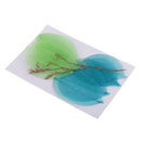 10 Pieces Mixed Pressed Dried Real Magnolia Skeleton Leaves for Scrapbooking