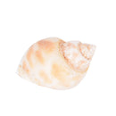 Aquarium Mixed Bulk Sea Shells Beach Shell Table Decor Craft FUN HOT LJLJ