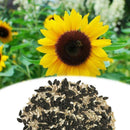 Plant Your Own Giant Sunflower Plant Kit - Indoor Windowsill Gift Gardening K2C2
