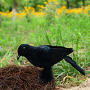 Halloween Crows, 3-Style Realistic Handmade Crow with Glass Bird's Nest, Bl