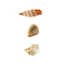 Conch Natural Craft shell Aquarium Fish Tank Landscape Home Decor DIY Material3C