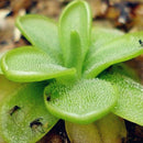 100X big mouth insects catch plant seeds bonsai home garden carnivorous floweR^~