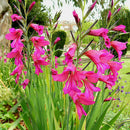 2pcs Mixed Colors Gladiolus Jumbo Giant Flower Bulbs Perennials Summer Nice H5N7