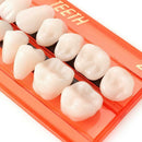 Material Colors Dental Teeth Dentures Shade Alloy Pin Porcelain Guide Set