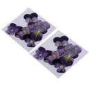 24Pcs Dried Pressed Flowers Butterfly Shape Scrapbooking Violet Specimen